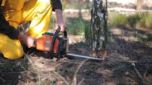 Reliable Coleraine, MN Tree Services Solutions