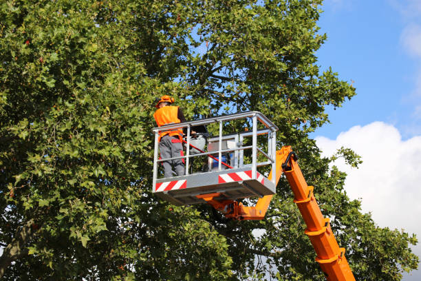 Best Stump Grinding and Removal  in Coleraine, MN