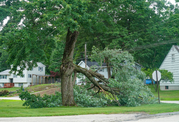 How Our Tree Care Process Works  in  Coleraine, MN